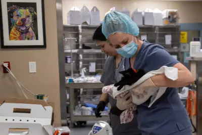 ‘Putting lipstick on a pig’: Advocates question progress city claims is being made at San Jose animal shelter